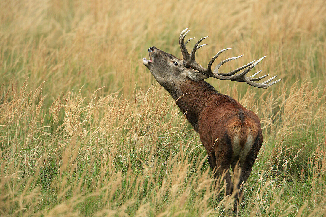 Red deer,  Cervus elaphus