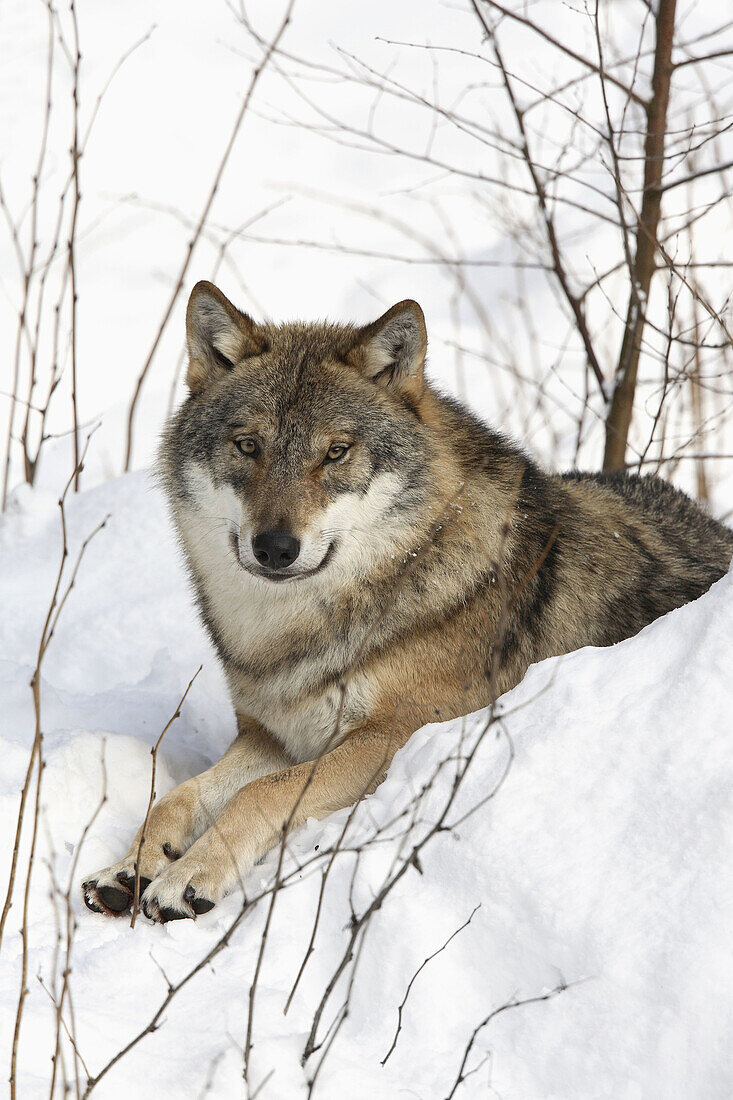 European Wolf,  Canis lupus