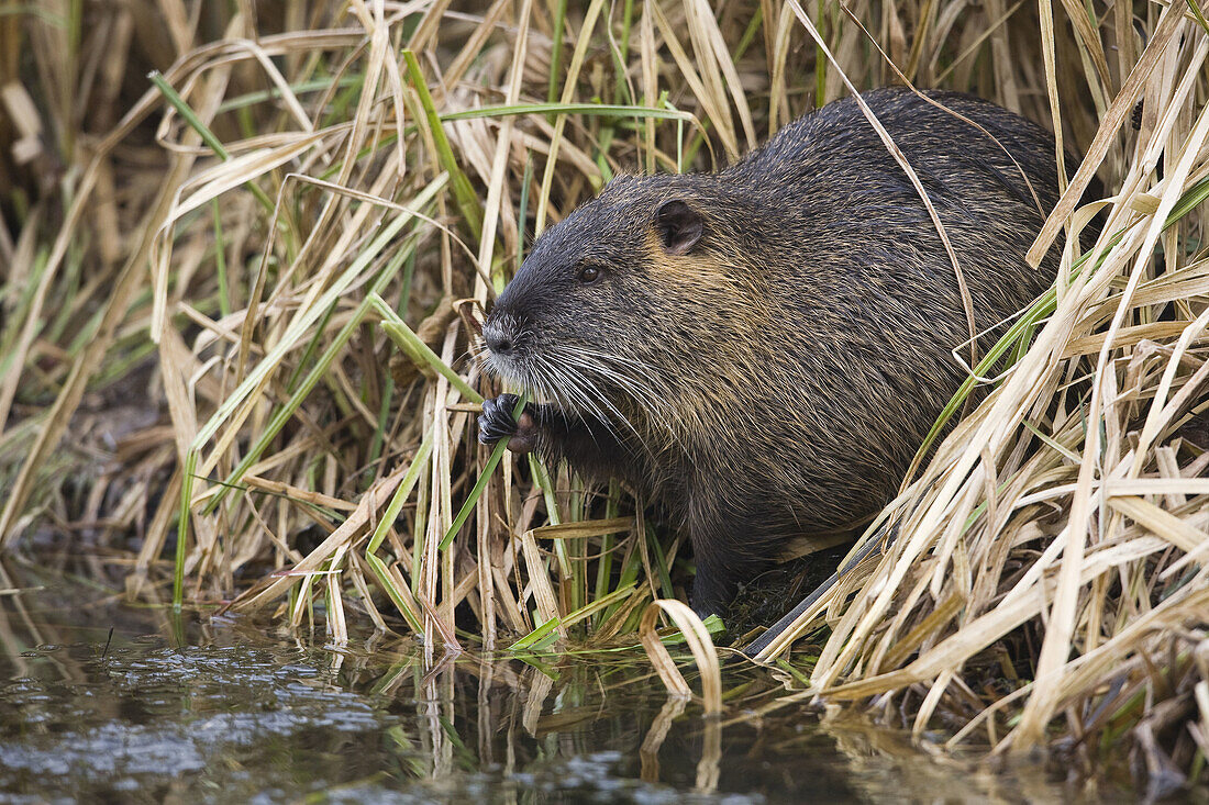 Nutria coypu Myocastor coypus