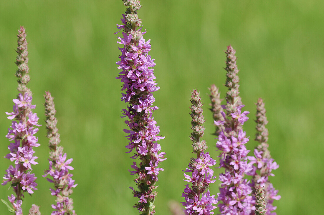 Lythrumm salicaria is a very common flower in Pyrenees pasture meadows,  Spain