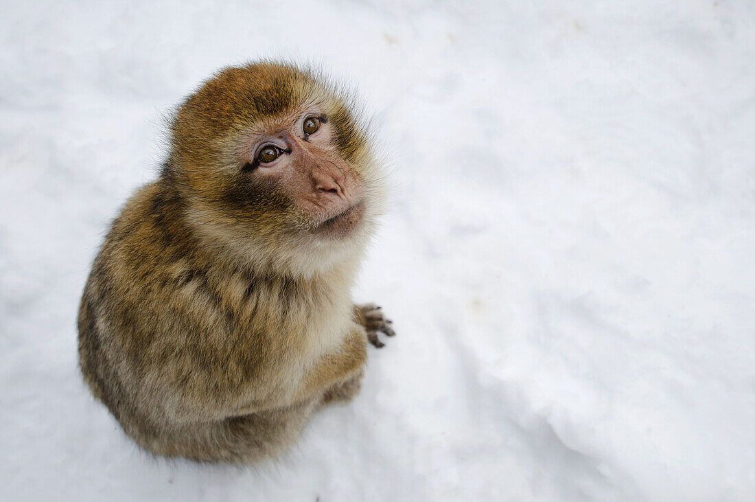Barbary Macaque (Macaca sylvanus) sitting in the snow in winter at the cedar forest,  Azrou,  Morocco