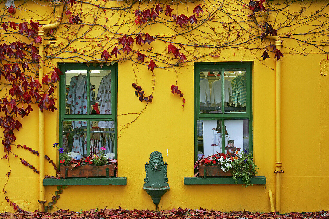 Ireland Cork Beara Peninsula Glengarriff Ivy covered wall in fall autumn red leaves bright yellow shop green door windows flowers colorful foliage leaves