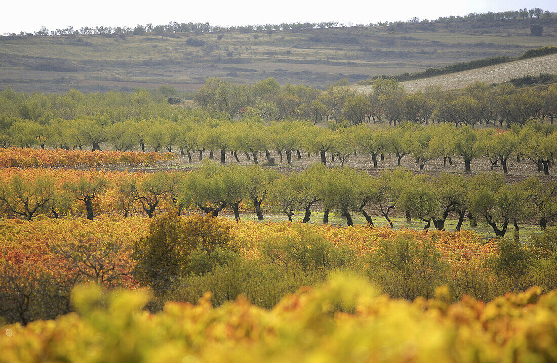 Vines and almond trees in autumn,  Rioja wine region,  Spain,  Europe