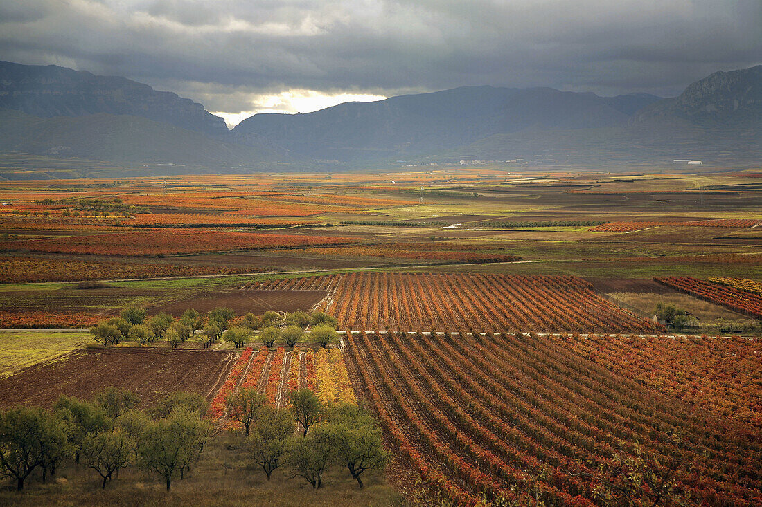Vines in Leza valley,  Rioja wine region,  Spain,  Europe