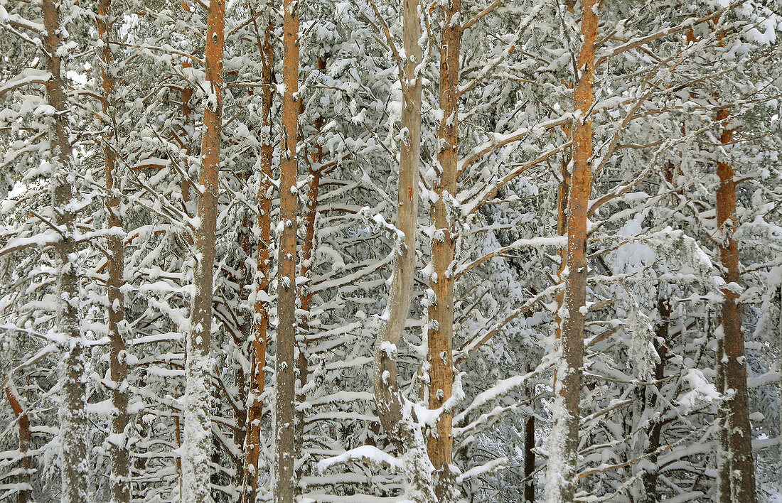 Soria silvestre pine tree forest