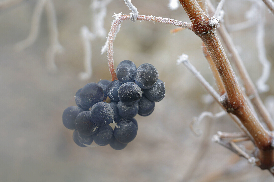 Tempranillo grape,  Rioja wine region,  Spain