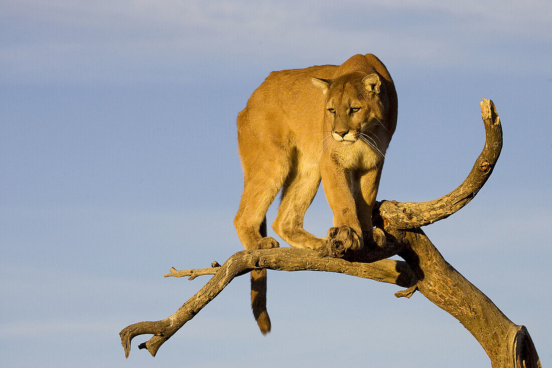 Mountain Lion gains vantage from a dead tree