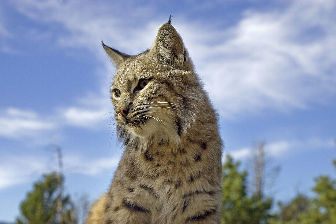 Female Bobcat in the woods