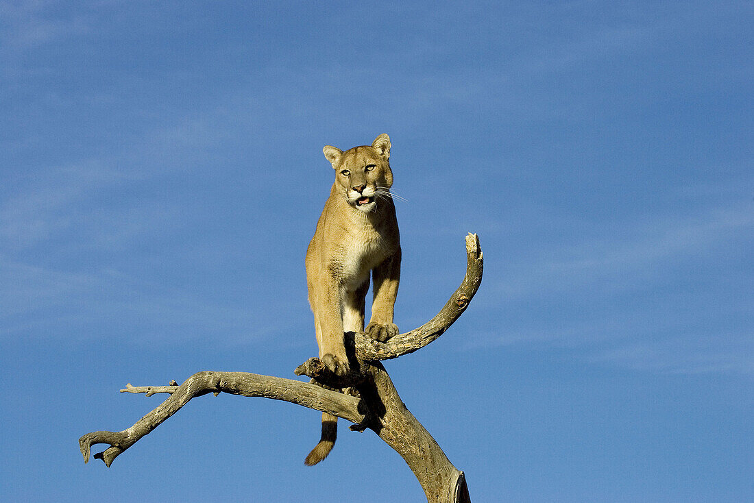 Mountain Lion uses a tree as a vantage point
