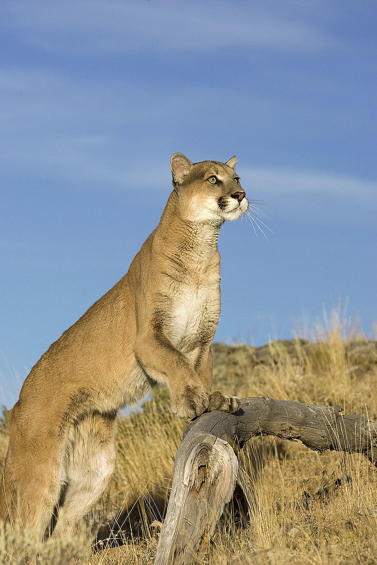Mountain Lion spots something above
