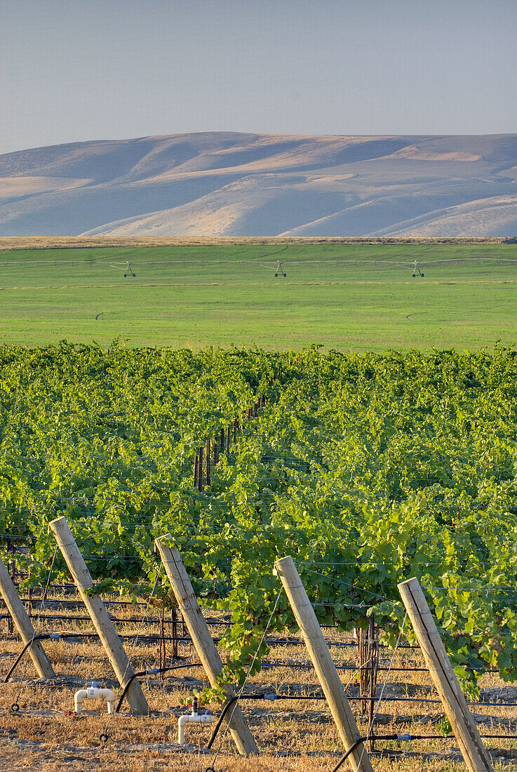 View of vineyards on Goose Ridge a premium wine growing area of the famed Columbia Valley Washington USA