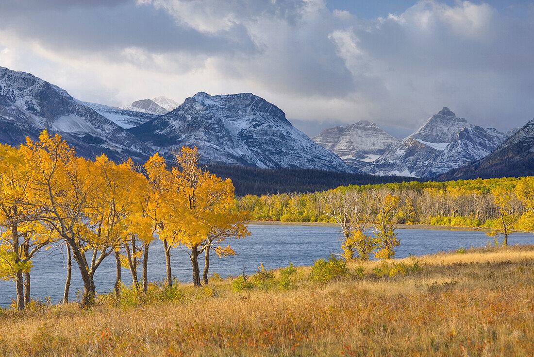 Aspens in autumn foliage along Lake McDonald,  Glacier National Park Montana USA