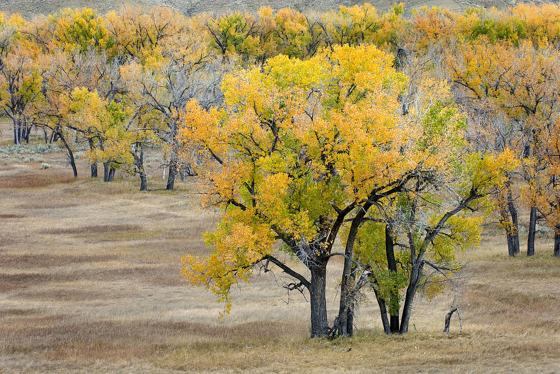 Plains Cottonwood trees Populus deltoides growing along the Missouri River,  Charles M Russell National Wildlife refuge Montana USA