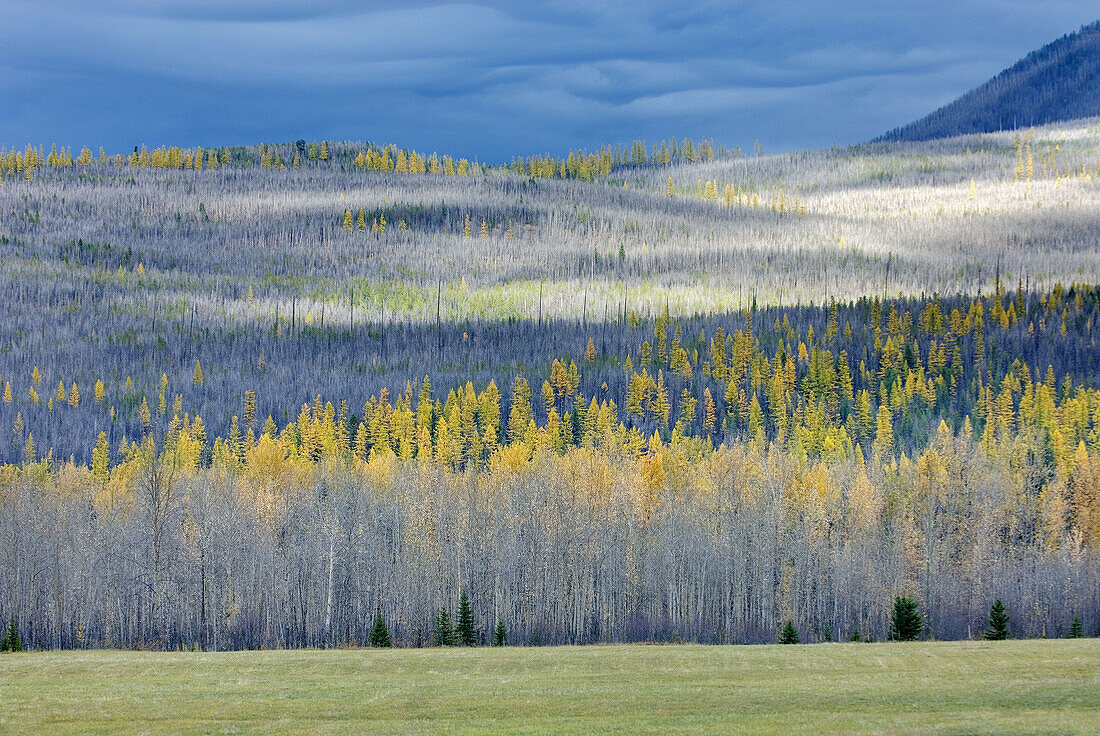 Partial burn forest,  Flathead National Forest Montana USA