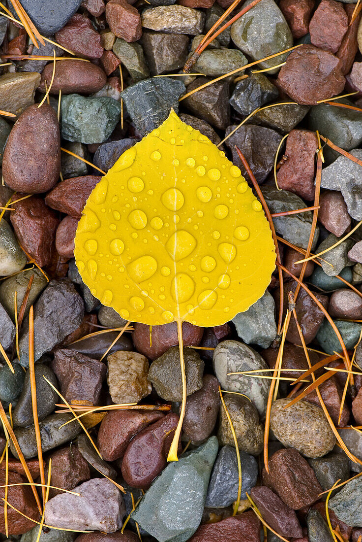 Rain drops on fallen Aspen leaves Populus tremuloides,  Glacier National Park Montana USA