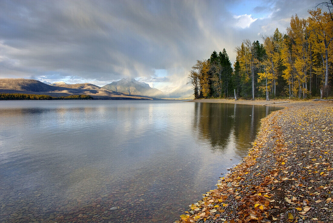 Fallen leaves on the shore of Lake McDonald,  Glacier National Park Montana USA