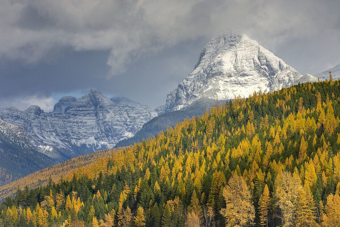 Mount Brown 2610 m 8563 ft towers above forest dotted with autumn colrs,  Glacier National Park Montana USA