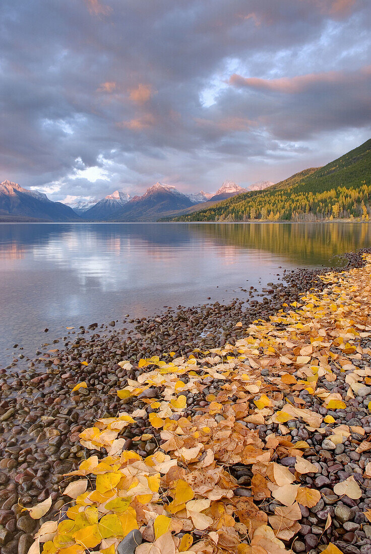 Fallen leaves line the shore of Lake McDonald as a passing storm glows in the evening light,  Glacier National Park Montana USA