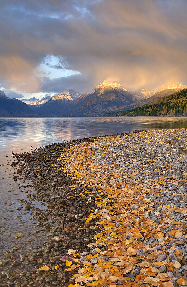 Fallen leaves line the shore of Lake McDonald as a passing storm glows in the evening light,  Glacier National Park Montana USA