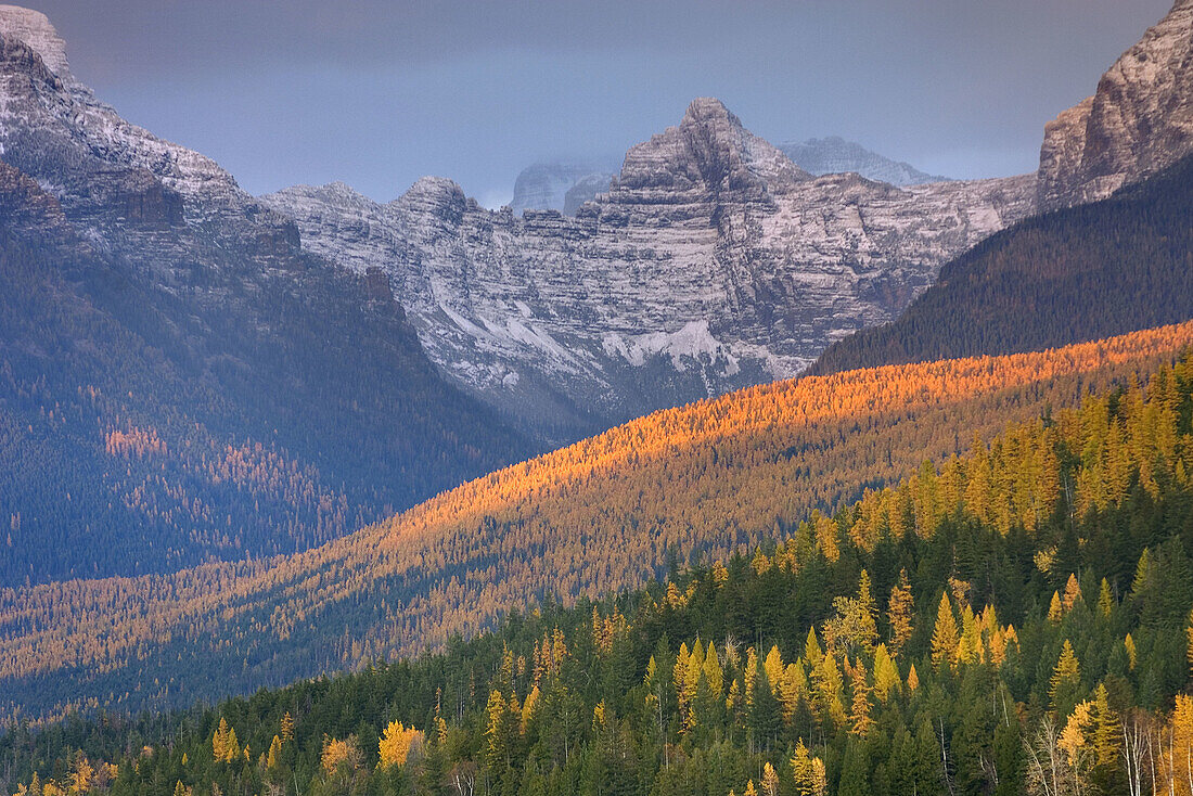 Little Matterhorn 2403 m 7884 ft glows in the evening light above forest dotted with autumn colrs,  Glacier National Park Montana USA