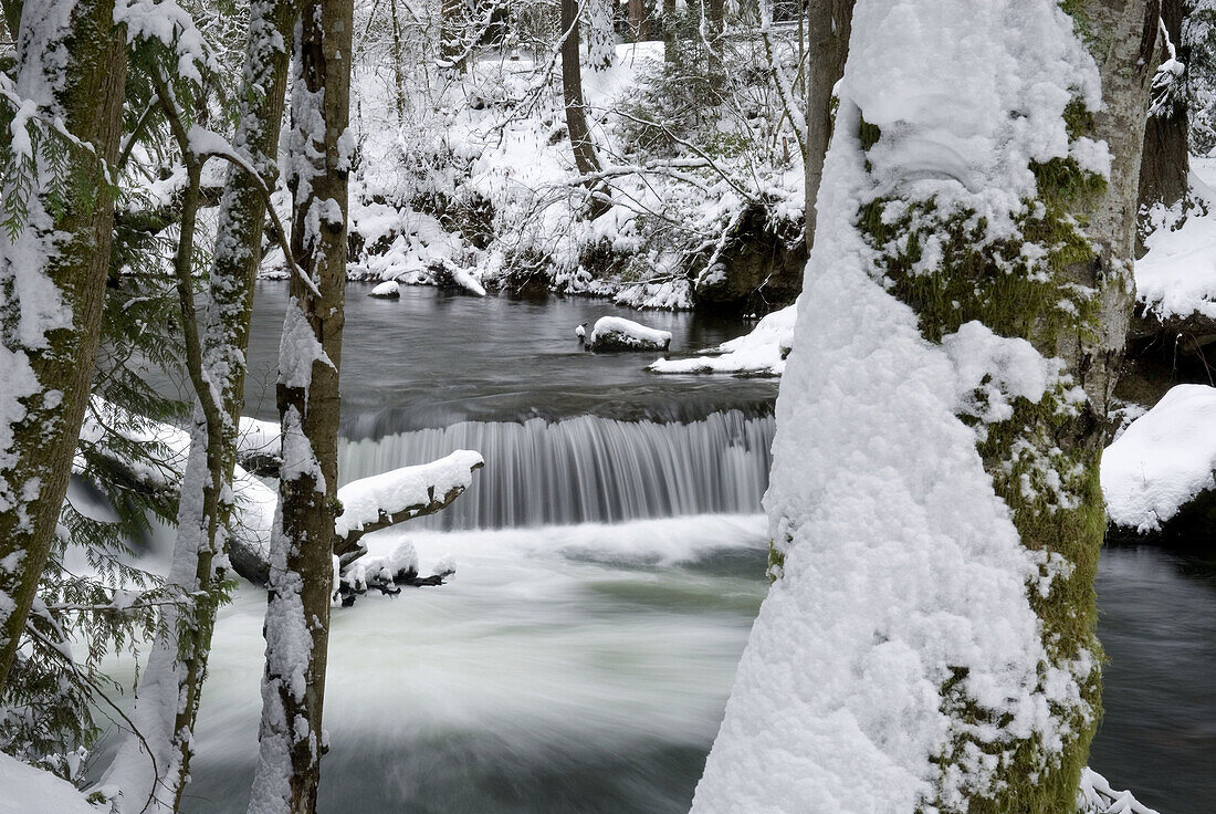 Fresh winter snow along Whatcom Creek,  Bellingham Washington USA