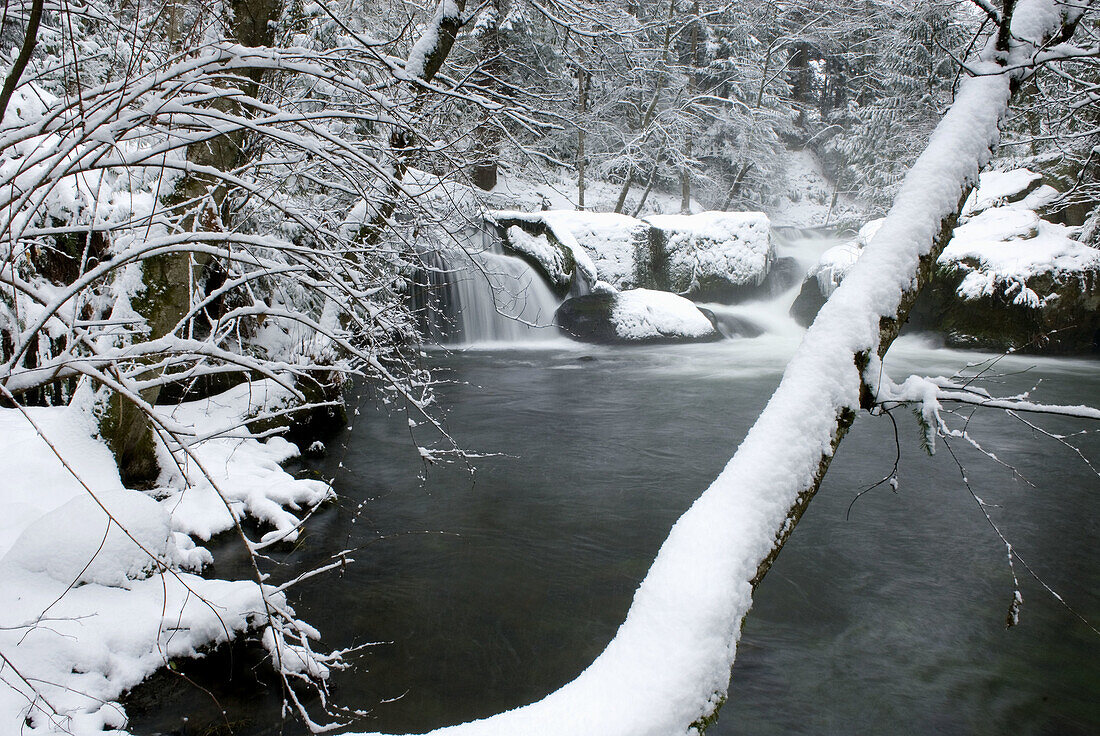 Fresh winter snow along Whatcom Creek,  Bellingham Washington USA
