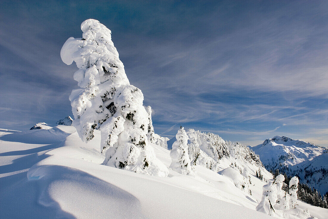 Mountain Hemlocks Tsuga mertensiana enscrusted in snow and ice on Kulshan Ridge,  Heather Meadows Recreation Area North Cascades Washington USA