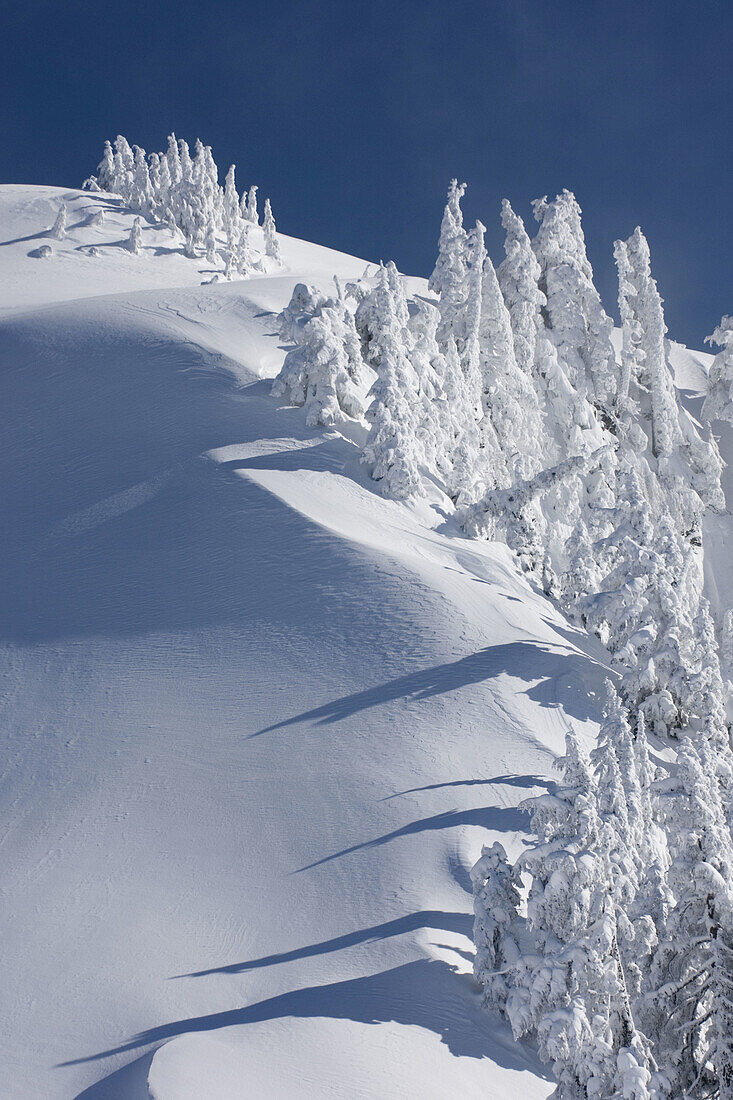 Snow encased trees on Kulshan Ridge Heather Meadows Recreation Area,  North Cascades Washington USA
