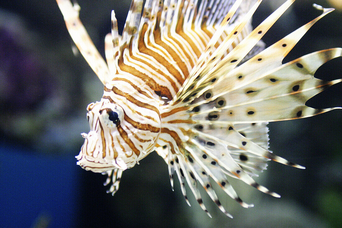 Lionfish (Pterois volitans)