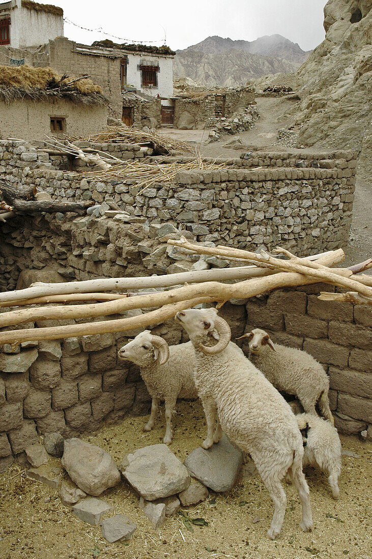 Stable of sheep Alchi,  Ladakh,  India