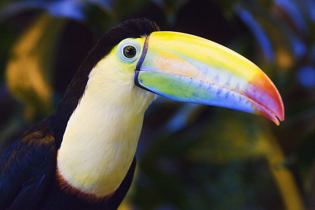 Costa Rica,  Alajuela,  Vara Blanca La Paz Waterfalls Garden Toucan