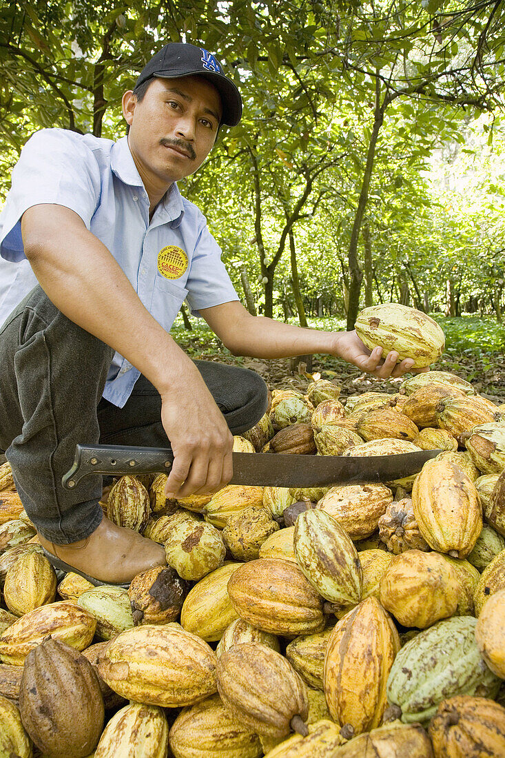 Mexico Tabasco Comalcalco Jesus Mary cocoa plantation Cocoa fruit Farmer