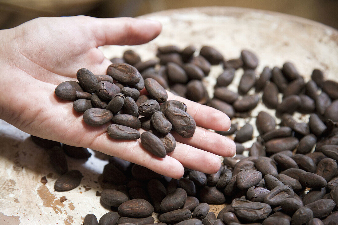 Mexico Tabasco Comalcalco Cocoa Museum Cocoa beans