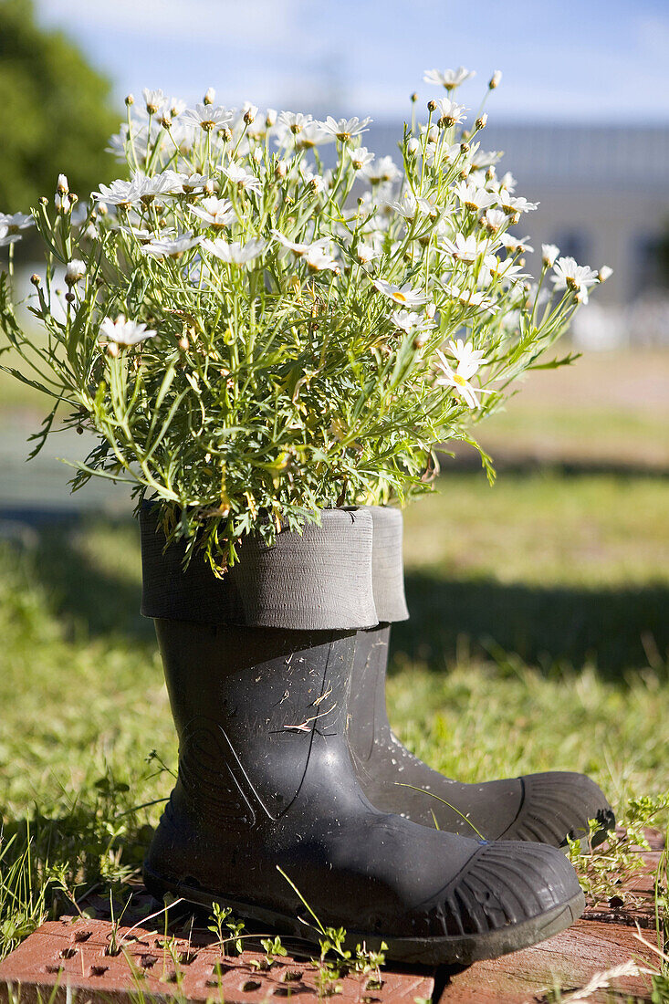 Finland,  Aland Island,  Eckerö Detail: boots and flowers