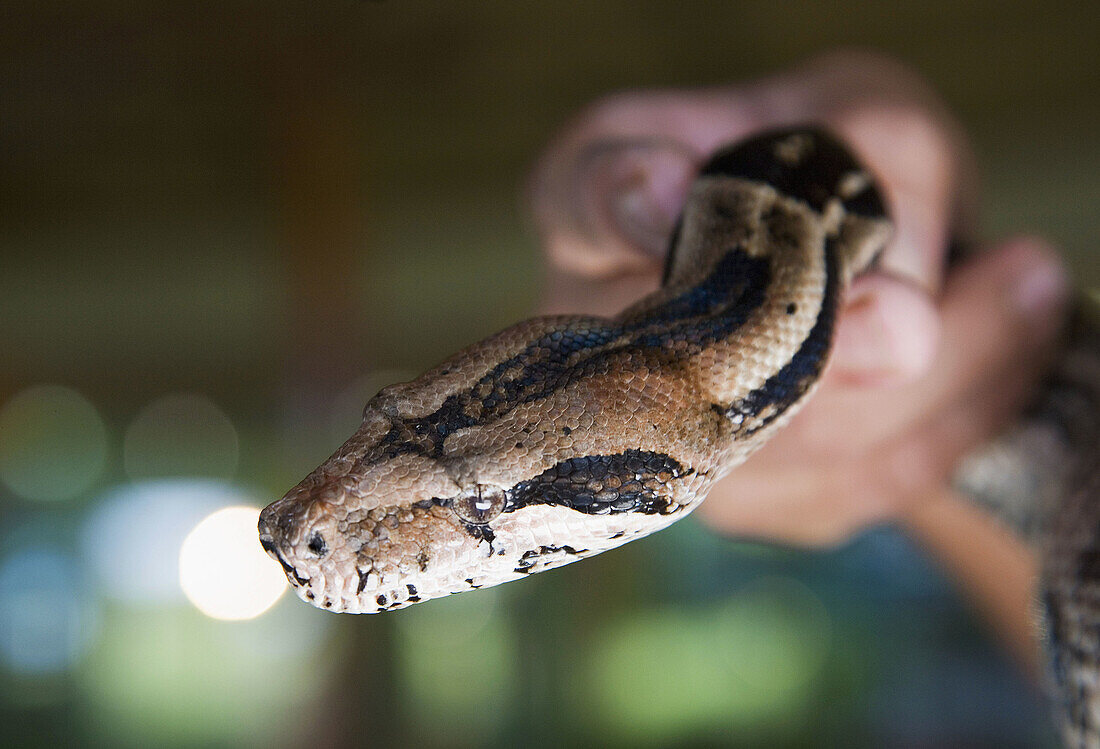 Mexico Tabasco Villahermosa Ecologic Park Yumka Snake Boa