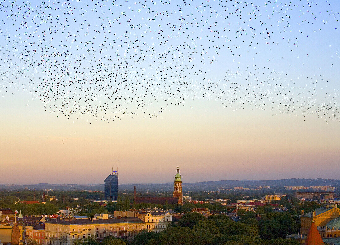 Birds,  Jesuit church,  Krakow,  Poland