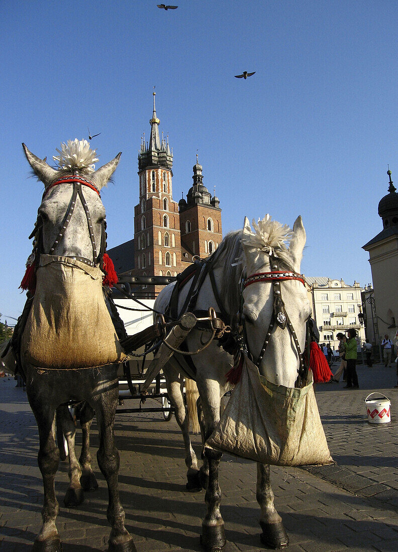 Poland,  Krakow,  carriage at Main Market Square