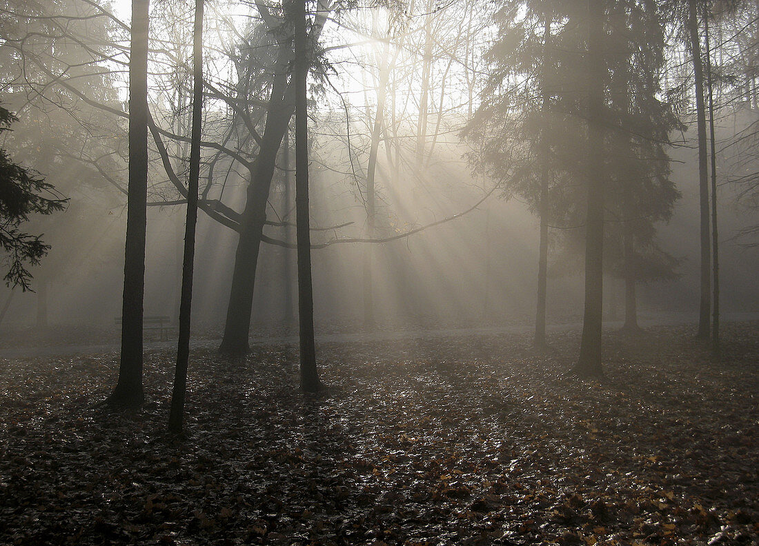 Poland,  Krakow,  Bednarski Park in Podgorze district,  fog