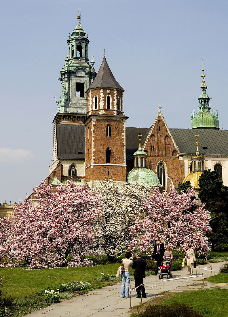 Poland,  Krakow,  Wawel,  Sigismund´s Cathedral and Chapel as part of Royal Castle at spring,  magnolias trees