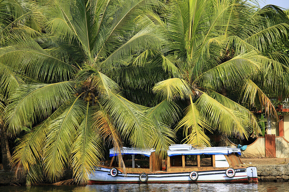 India,  Kerala,  Backwaters,  coconut palms,  boat