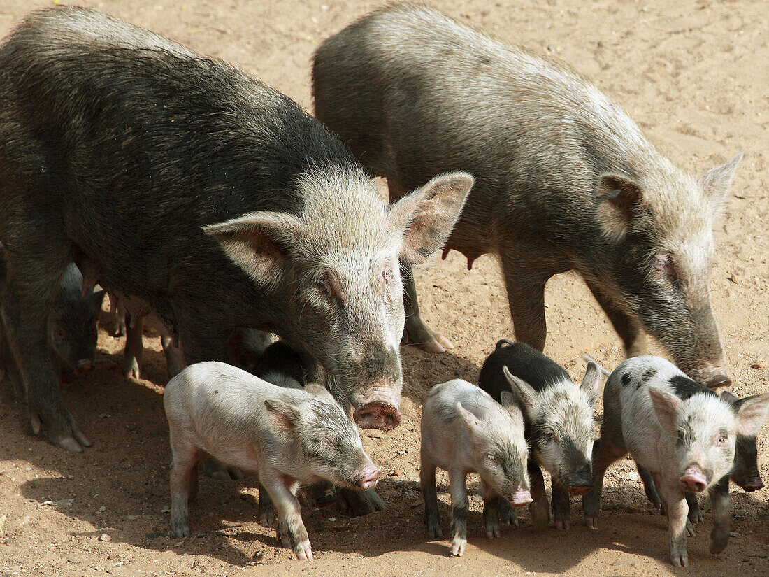India,  Tamil Nadu,  Mamallapuram,  Mahabalipuram,  pigs and piglets