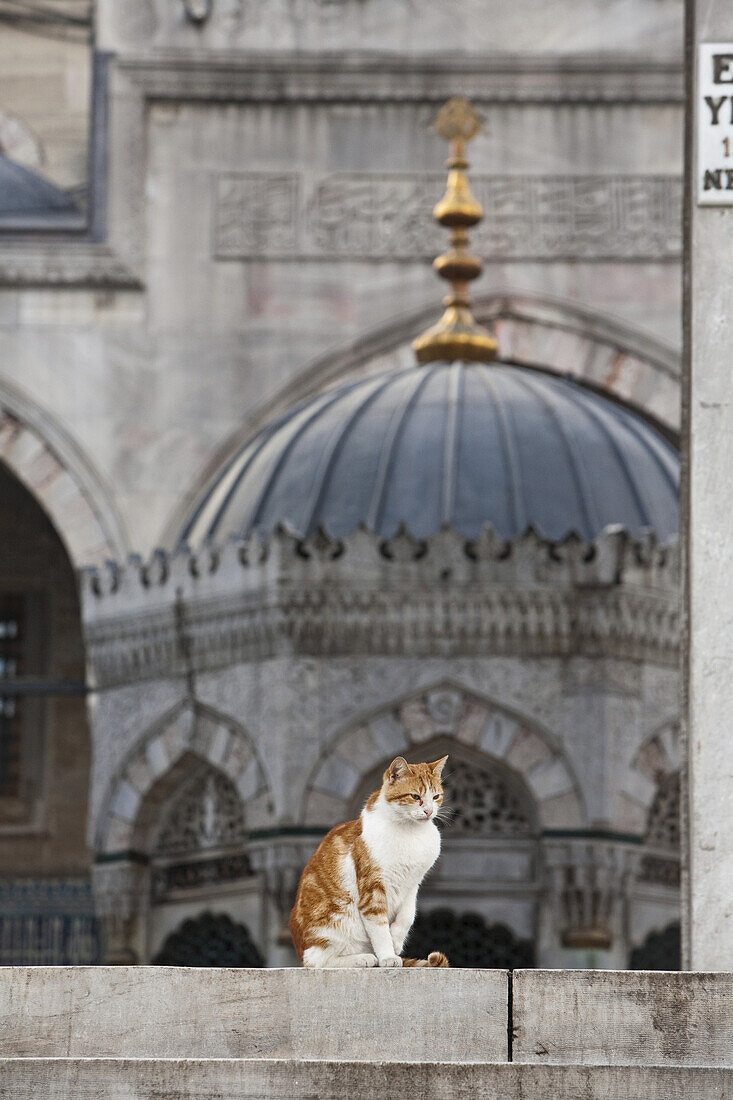 ginger cat sitting on steps, Yeni Mosque, New mosque, Istanbul, Turkey
