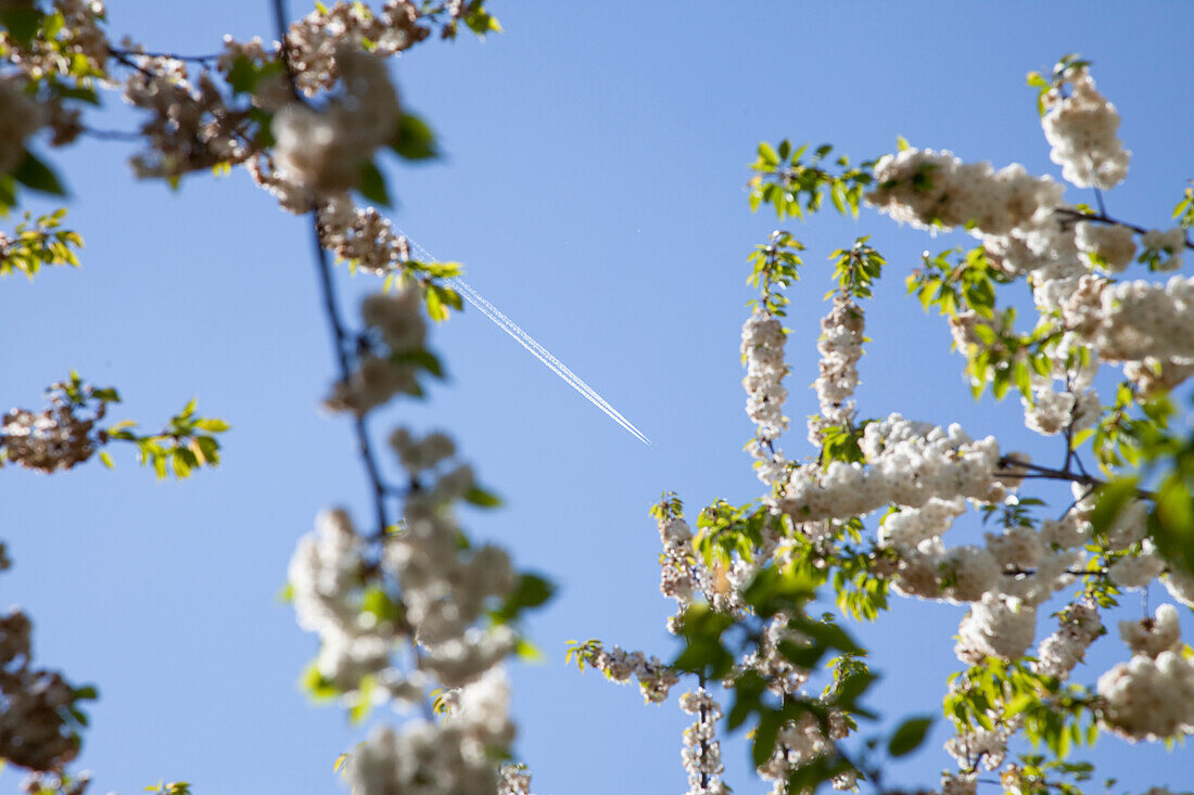 Blooming cherry tree in spring, Lower Saxony, Germany