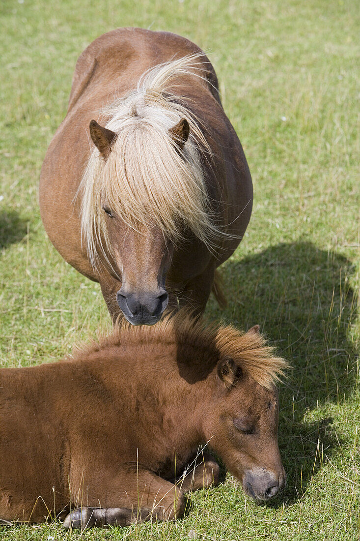 Shetland Pony mit Fohlen auf der Gott Farm, Weisdale, Mainland, Shetland-Inseln, Schottland, Großbritannien, Europa