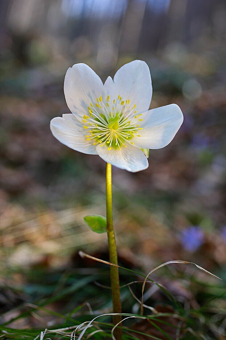 Close up view a Christmas rose