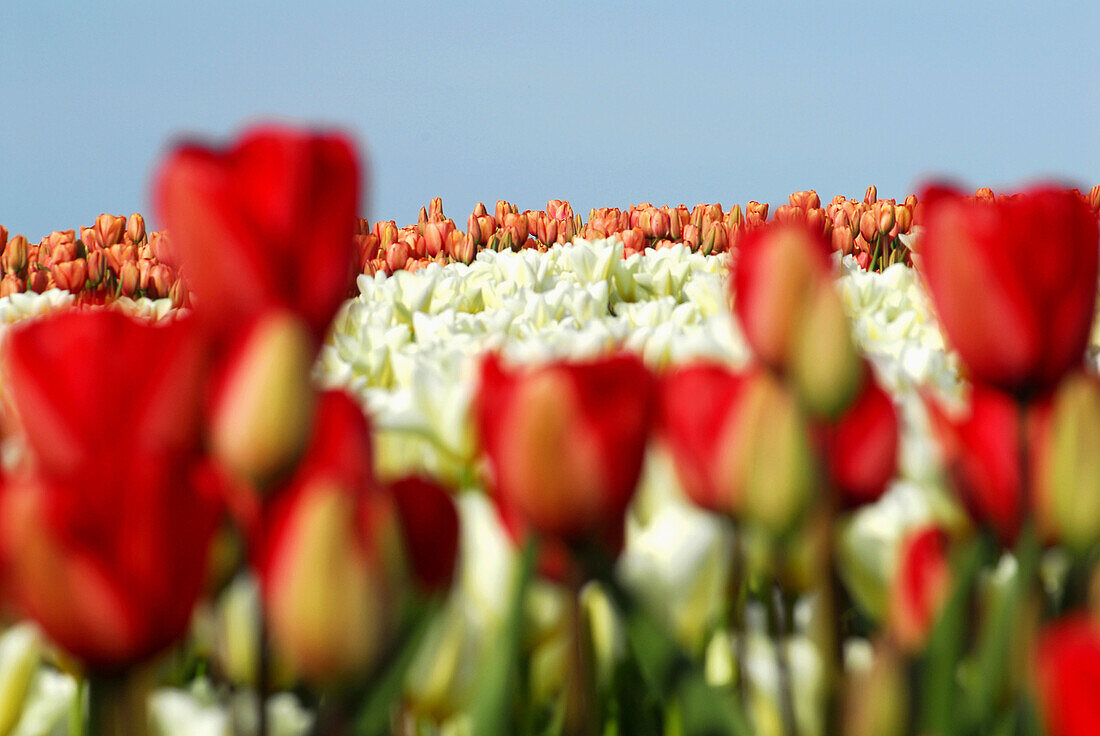 Close-up and general view or Tulip´s fields up-hill