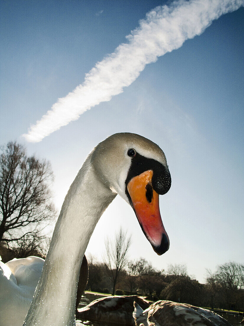 detalle de un Cisne saludando/mirando,  parque Saint stephen ´s green,  Irlanda