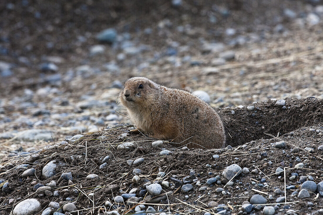 Black-tailed Praire Dog at the entrance of one of its burrows Photographed in captivity