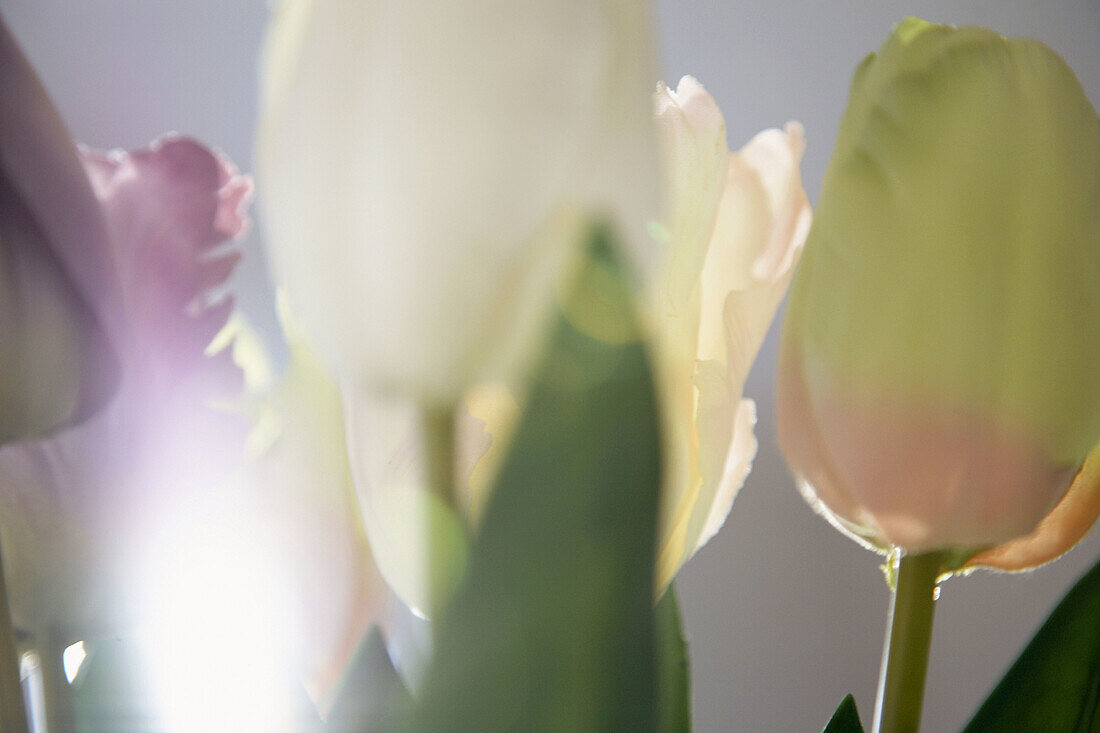 Close up of tulips in sunlight