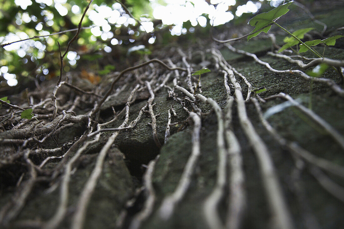 Tree roots growing down a wall